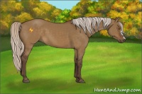 Horse Color:Silver Buckskin Dun 