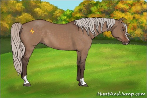 Horse Color:Silver Brown Dun Sabino 