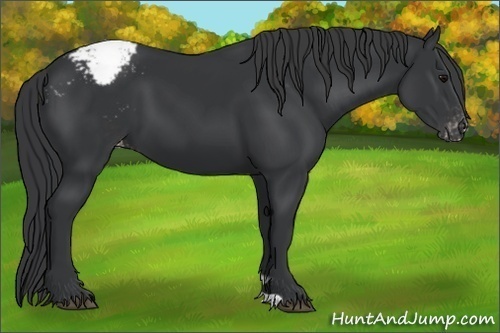 Horse Color:Black Appaloosa 