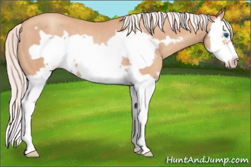 Horse Color:Silver Amber Champagne Splash Frame Rabicano