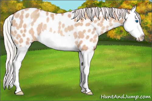 Horse Color:Silver Amber Champagne Splash Appaloosa Rabicano 