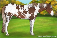 Horse Color:White Spotted Liver Chestnut Sabino 