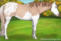 Horse Color:Gold Champagne Roan Sabino Splash Appaloosa