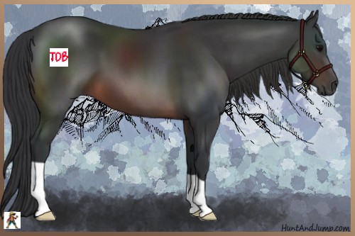 Horse Color:Brown 