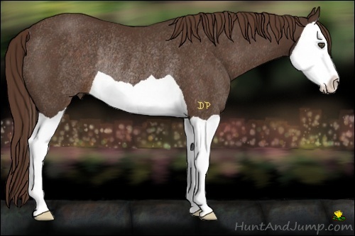 Horse Color:Liver Chestnut Splash Rabicano
