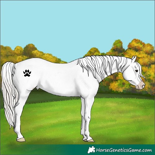 Horse Color:Silver Brown Appaloosa Rabicano 