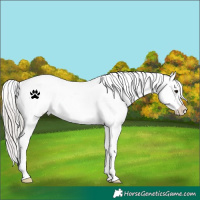 Horse Color:Silver Brown Appaloosa Rabicano