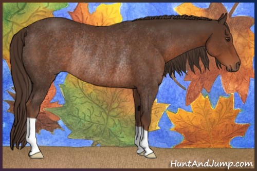 Horse Color:Liver Chestnut Rabicano