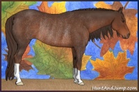 Horse Color:Liver Chestnut Rabicano 
