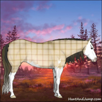 Horse Color:Plaid  Bay Dun Sabino Splash Rabicano 