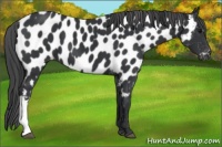 Horse Color:Black Appaloosa 