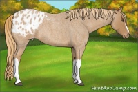Horse Color:Red Roan Appaloosa 