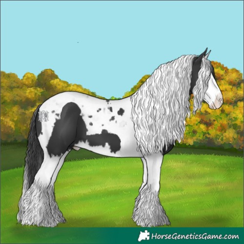 Horse Color:Black Splash Tobiano 