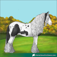 Horse Color:Black Splash Tobiano