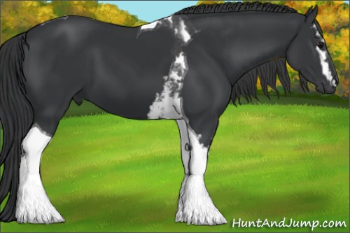 Horse Color:White Spotted Black Tobiano 