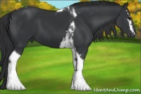 Horse Color:White Spotted Black Tobiano
