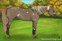 Horse Color:White Spotted Liver Red Dun 
