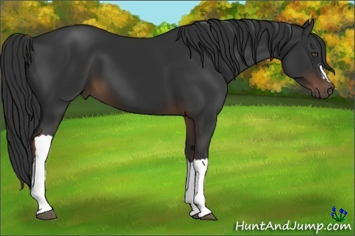 Horse Color:Liver Chestnut 