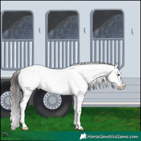 Horse Color:Brown Appaloosa 