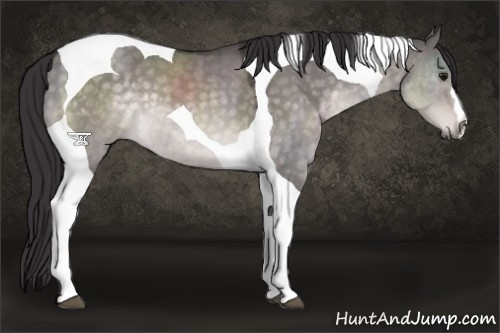 Horse Color:Platinum Buckskin Dun Tobiano 