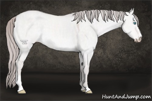 Horse Color:Platinum Perlino Dun Sabino 