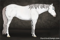 Horse Color:Platinum Perlino Dun Sabino 