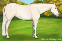 Horse Color:Palomino Pearl 
