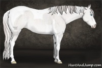Horse Color:Platinum Perlino Dun Tobiano 