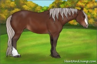 Horse Color:Silver Bay 