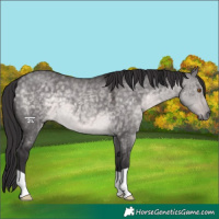 Horse Color:Platinum Buckskin Dun 