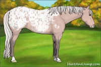 Horse Color:Platinum Silver Bay Appaloosa 