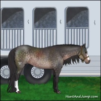 Horse Color:Platinum Buckskin