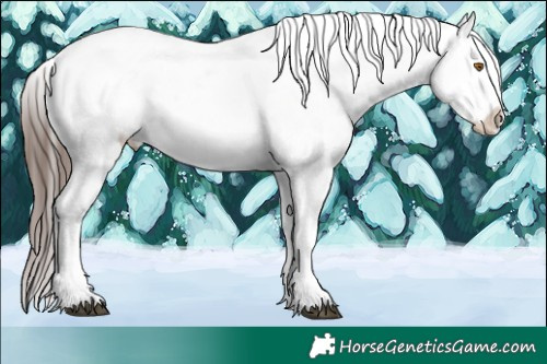 Horse Color:White Spotted Brown Mushroom Appaloosa 
