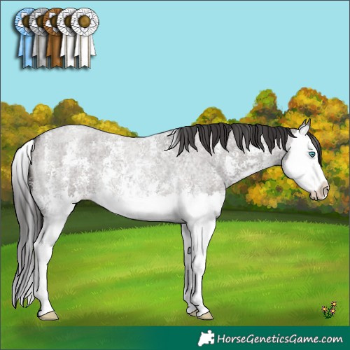 Horse Color:Smoky Grullo Roan Sabino Splash 