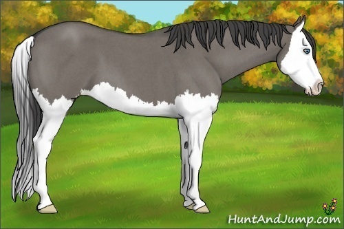 Horse Color:Smoky Grullo Roan Sabino Splash 