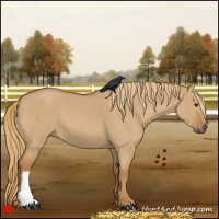 Horse Color:Red Dun 