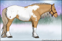 Horse Color:Palomino Tobiano Appaloosa 