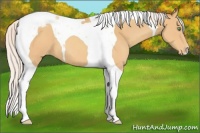 Horse Color:Silver Sable Cream Champagne Tobiano Appaloosa