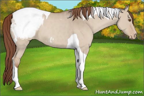 Horse Color:Classic Champagne Dun Tobiano Appaloosa 