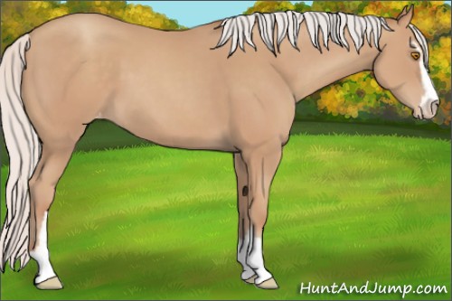 Horse Color:Silver Classic Champagne Sabino Varnish
