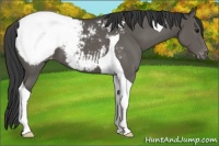 Horse Color:Black Tobiano Varnish 