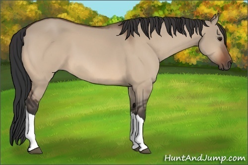 Horse Color:Bay Dun