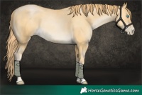 Horse Color:Buckskin Pearl 