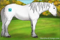 Horse Color:Gray Bay Appaloosa 