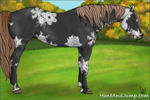 Horse Color:Liver Chestnut Ice 