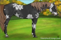 Horse Color:Liver Chestnut Ice
