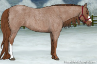 Horse Color:Red Roan 