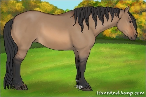 Horse Color:Bay Dun 