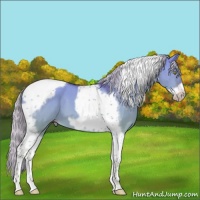 Horse Color:Silver Sable Champagne Dun Tobiano Frame 