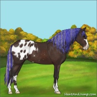 Horse Color:Painted Silver Brown Sabino Appaloosa 